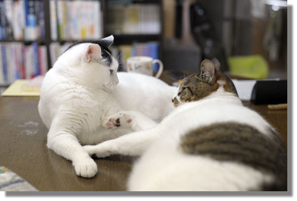 うちのとらまる