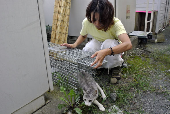 うちのとらまる
