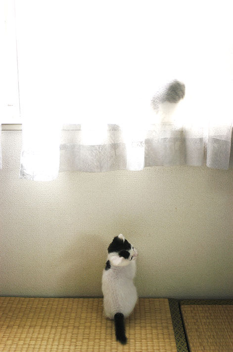 うちのとらまる