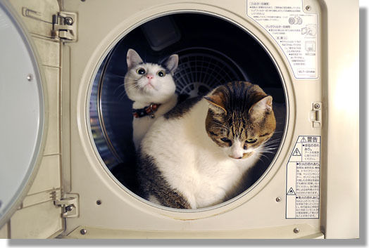 うちのとらまる
