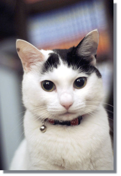 うちのとらまる