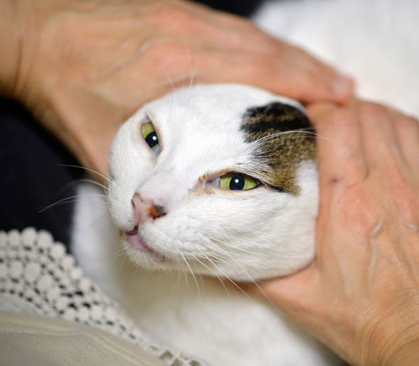 うちのとらまる
