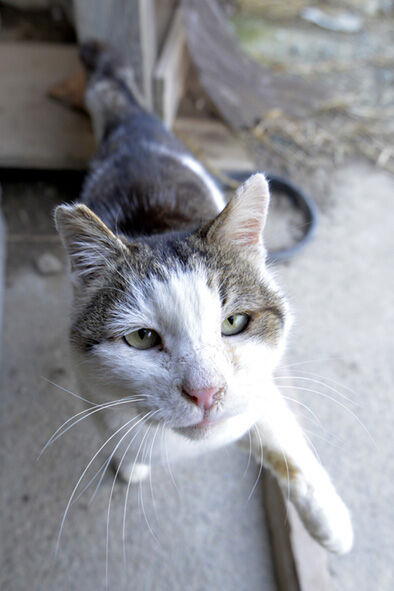 lsmall5305