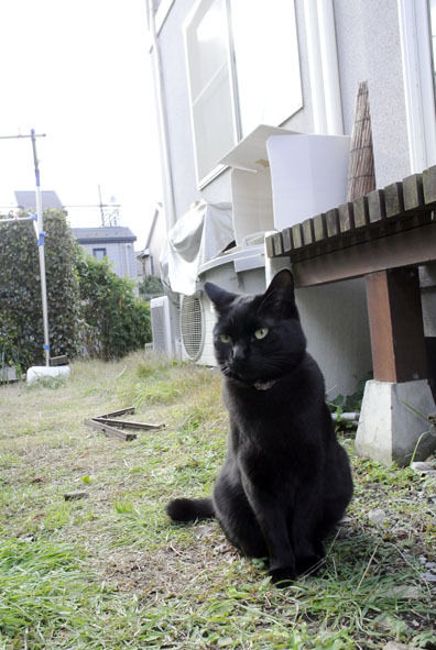 うちのとらまる