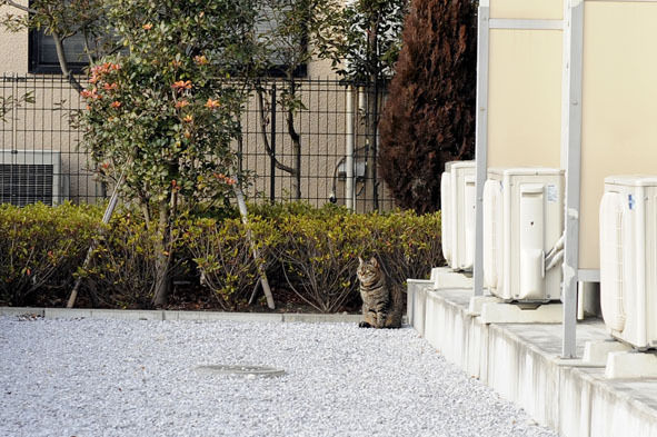 うちのとらまる