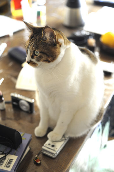 うちのとらまる