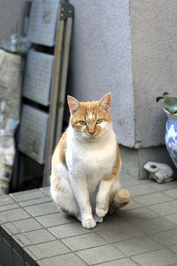 うちのとらまる