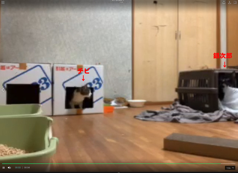 銀チビ