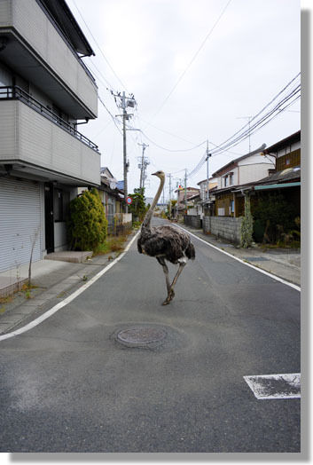 うちのとらまる