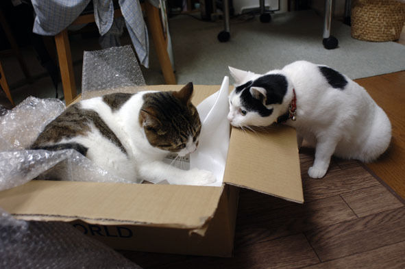 うちのとらまる