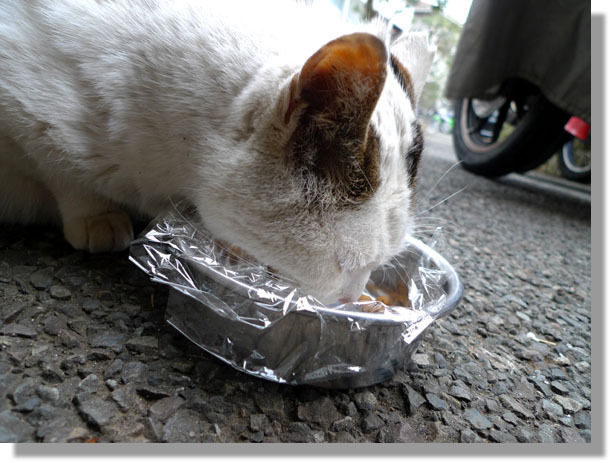 うちのとらまる