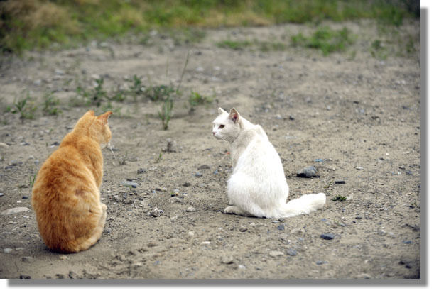 うちのとらまる