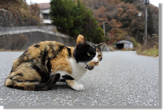 うちのとらまる