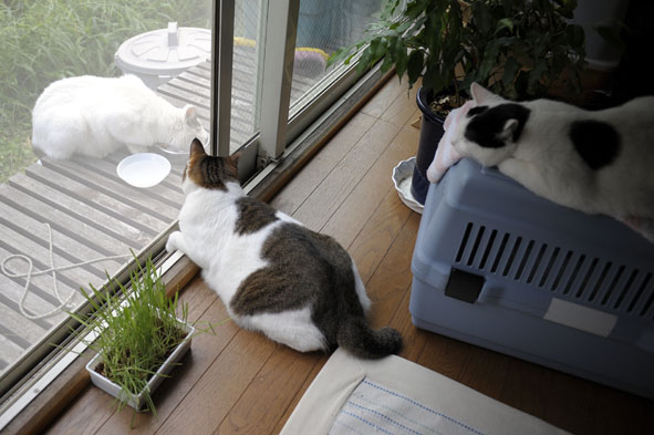 うちのとらまる