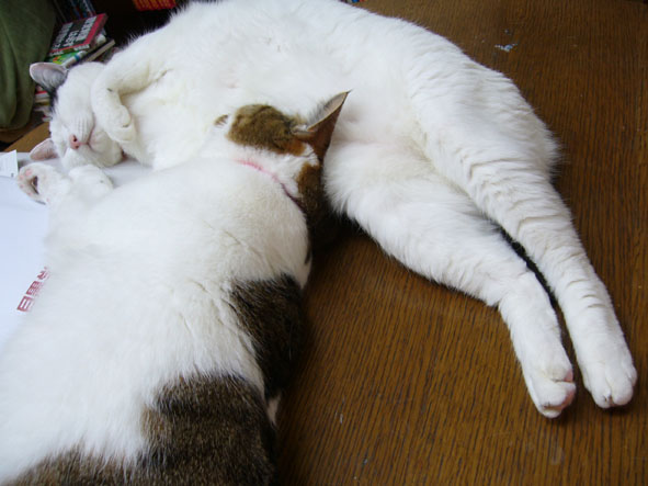 うちのとらまる