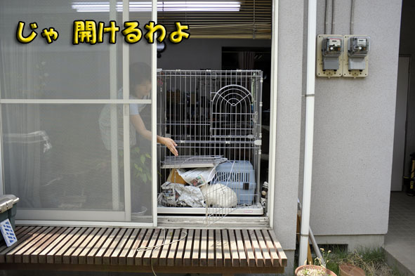 うちのとらまる