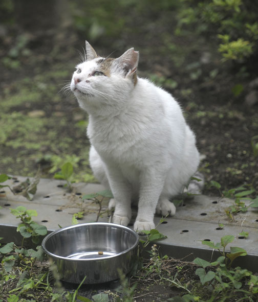 うちのとらまる