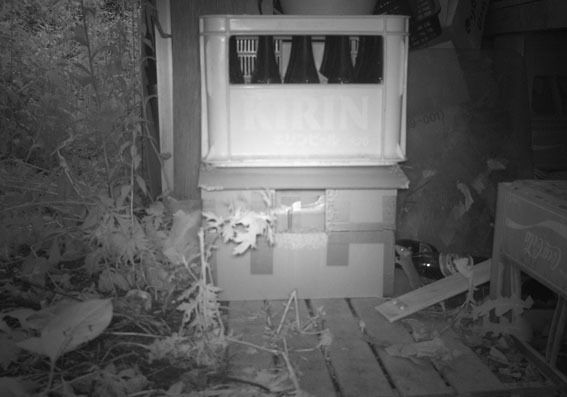 うちのとらまる