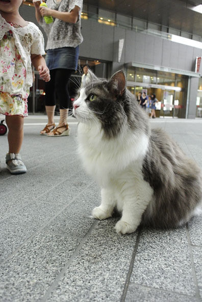 うちのとらまる