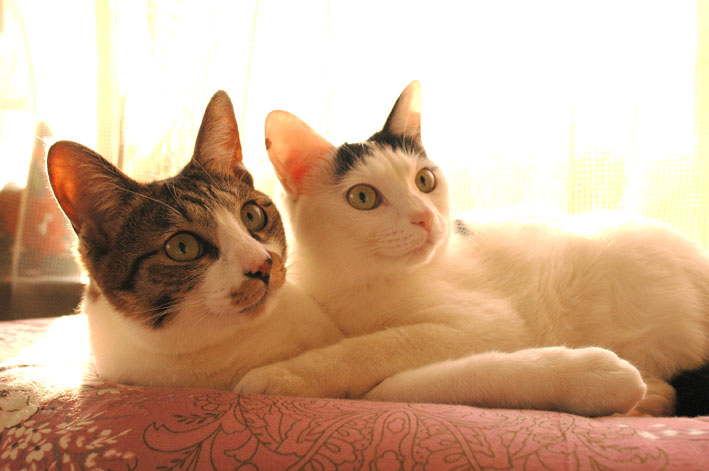 うちのとらまる