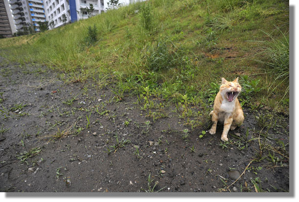 うちのとらまる
