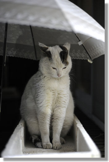 うちのとらまる