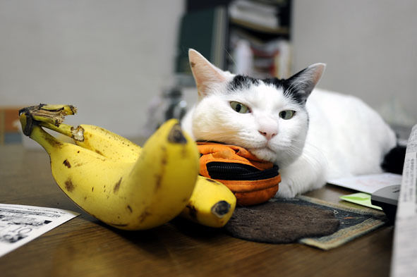 うちのとらまる
