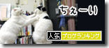 うちのとらまる