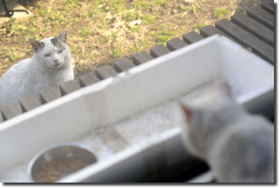 うちのとらまる