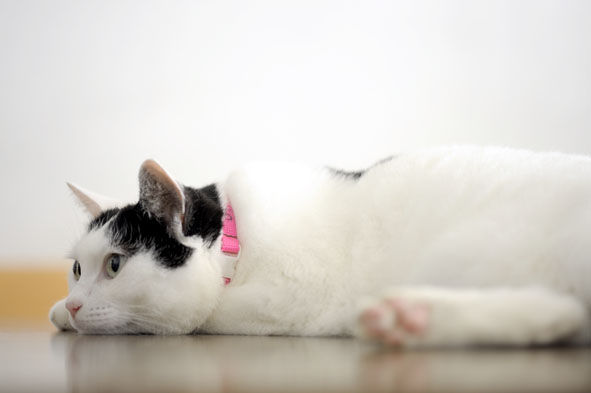 うちのとらまる