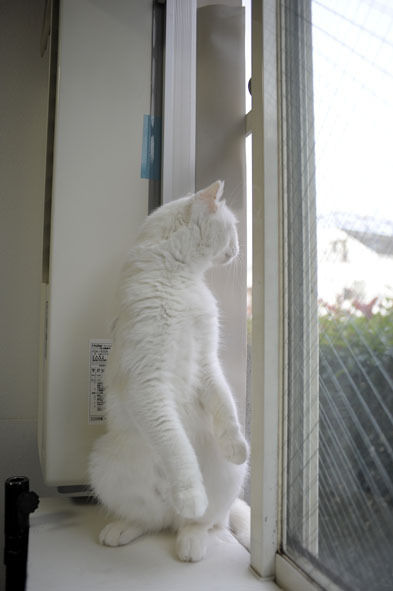 うちのとらまる