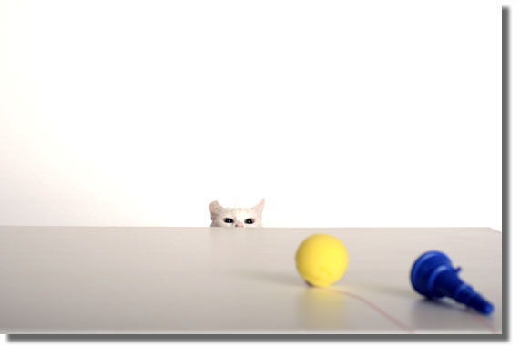 うちのとらまる