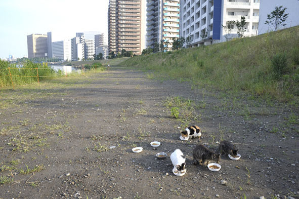 うちのとらまる