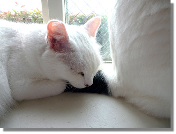 うちのとらまる