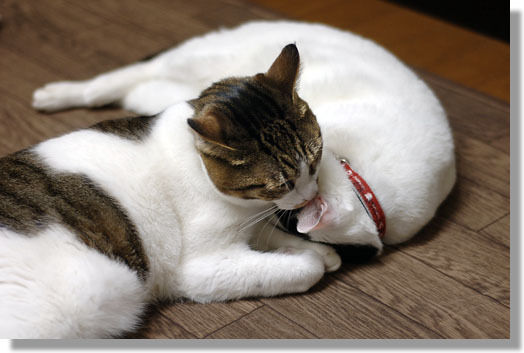 うちのとらまる