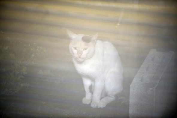 うちのとらまる