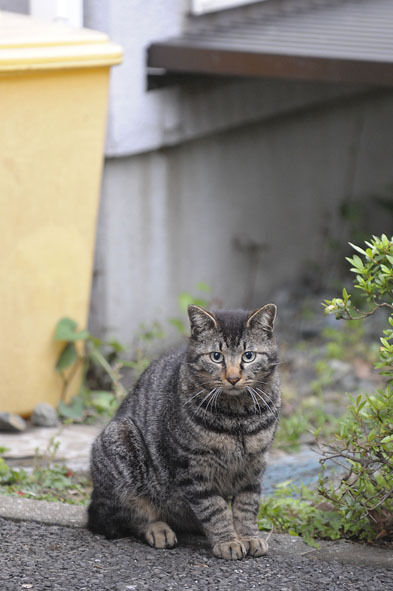 うちのとらまる