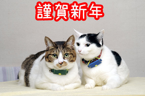 うちのとらまる
