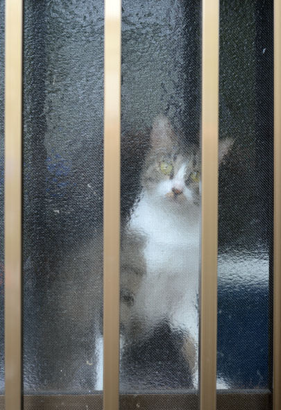 うちのとらまる