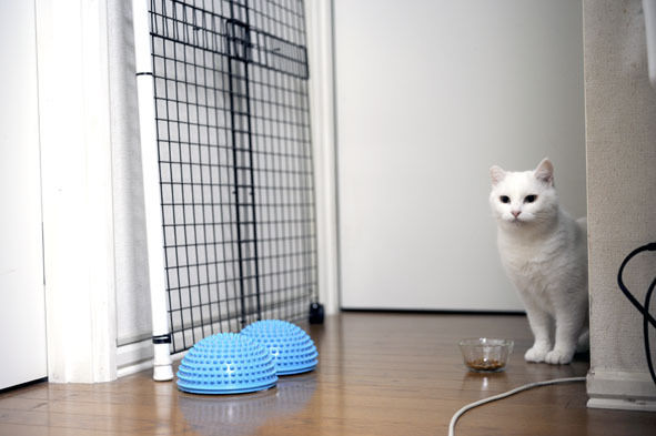 うちのとらまる