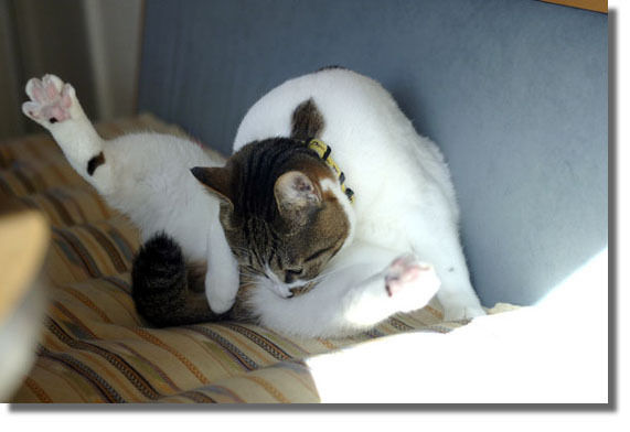 うちのとらまる