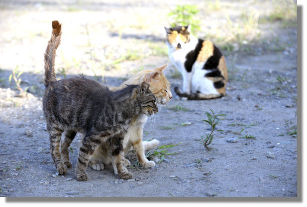 うちのとらまる