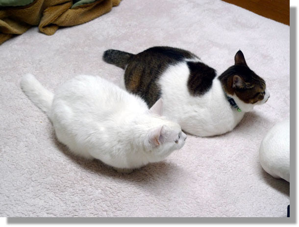 うちのとらまる