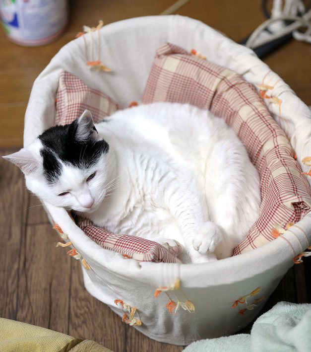 うちのとらまる