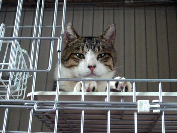 $うちのとらまる