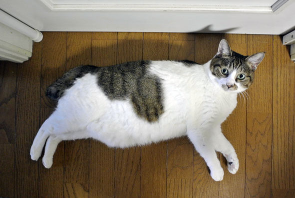 うちのとらまる