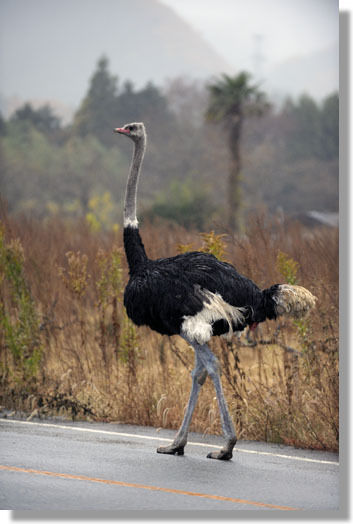 うちのとらまる