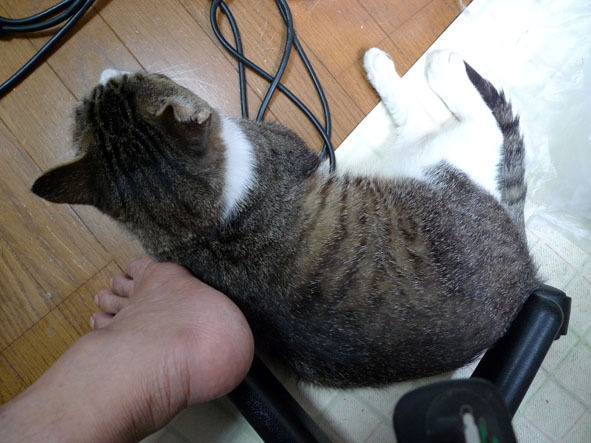 うちのとらまる