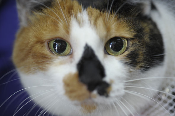 うちのとらまる