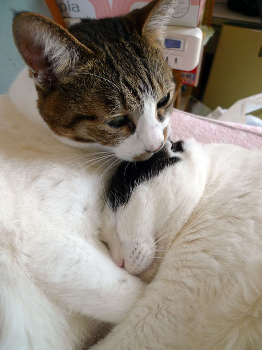 うちのとらまる